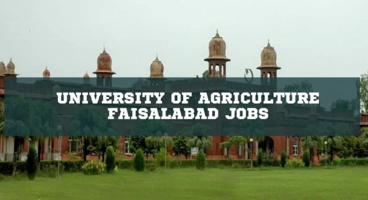 University of Agriculture Faisalabad Jobs