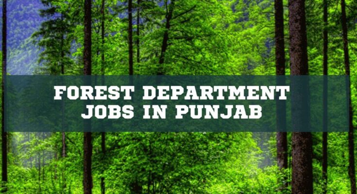 Forest Department Jobs in Punjab